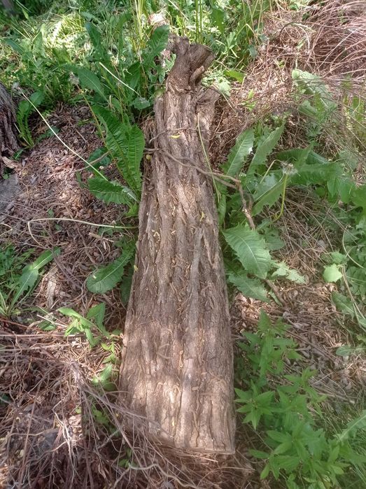 Oddam palety i drewno