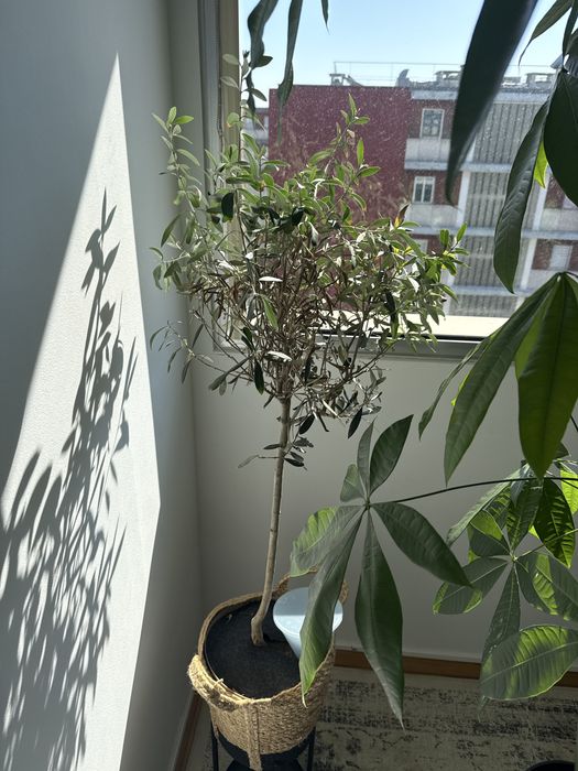 Plantas interiores
