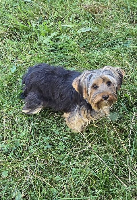 Piesek 9 miesiący Yorkshire terrier