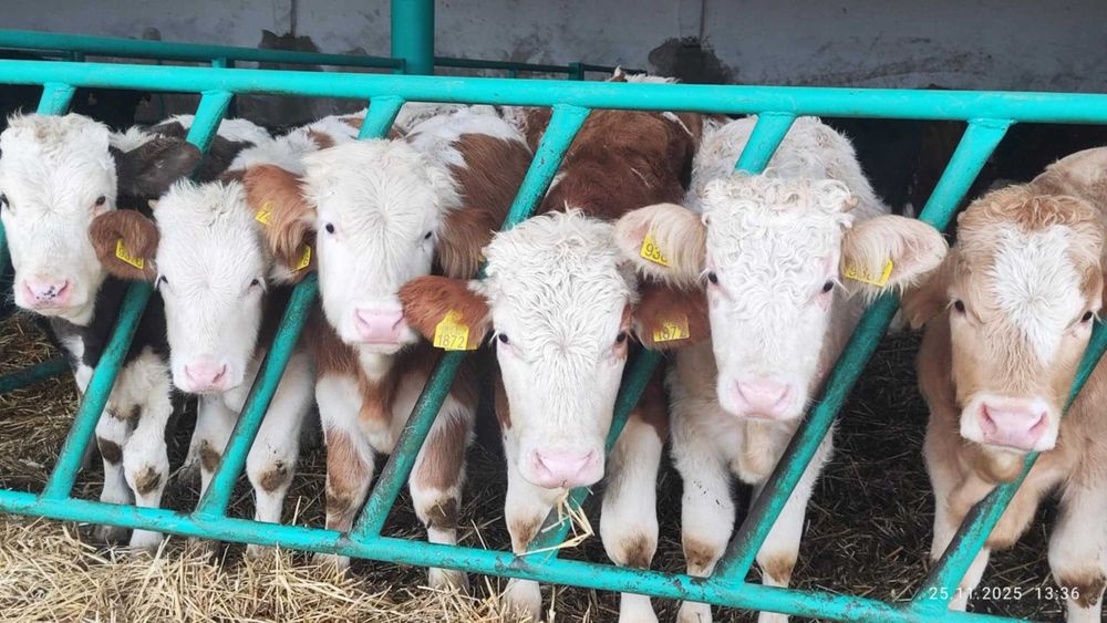 Odsadki Simental 200-250kg