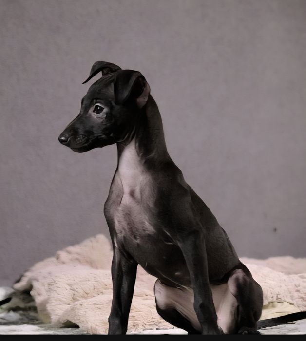 Щенки левретки,черного окраса,девочки.