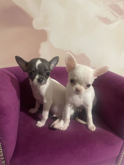 Chlopiec chihuahua