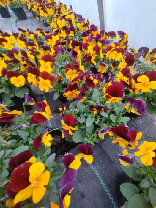 Drzewka owocowe Darowice 35 A