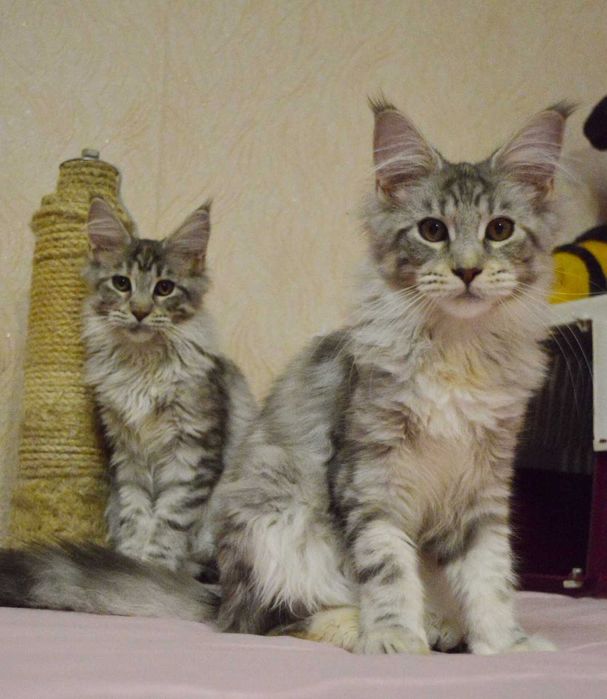 5мес СУПЕР-КОТ серебряного окраса Известный питомник Bartalameo