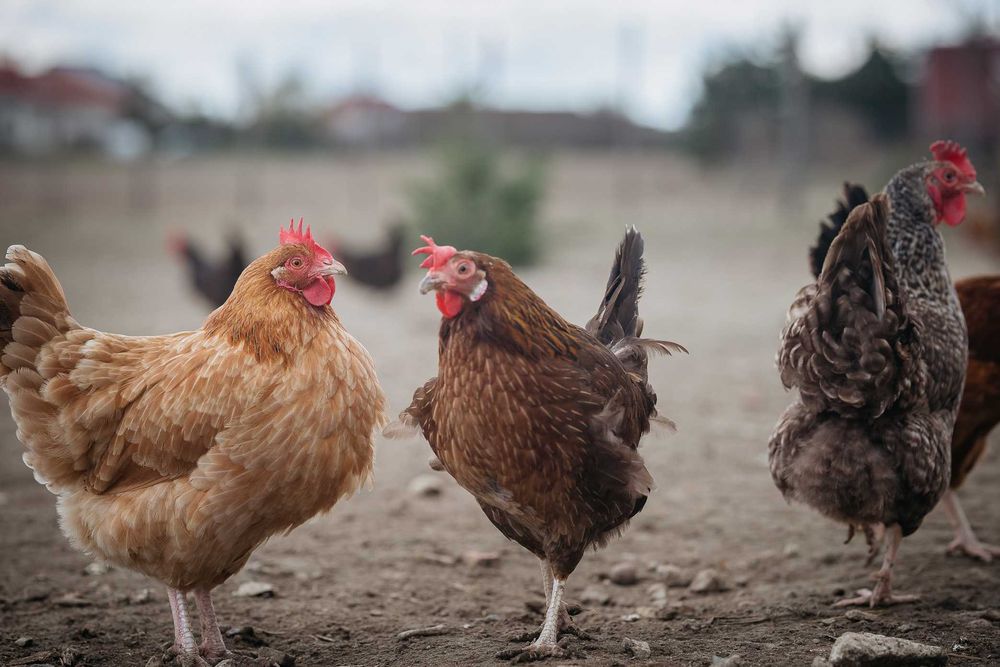 Kury nioski kurki Batorz, możliwy transport