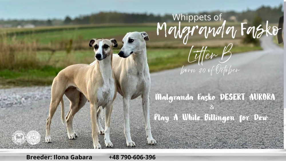 Whippet Chart Angielski ZKwP/FCI