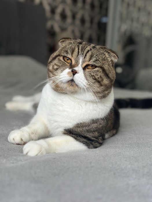 Вʼязка кіт чекає на наречену шотландський чистокровний