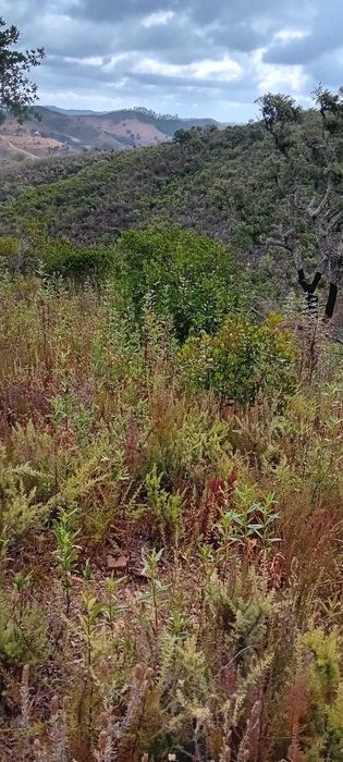 Terreno Agrícola de 24.000 m² com Nascente — Fitos, Santana da Serra