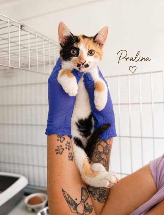 Wyjątkowe kociaki do adopcji