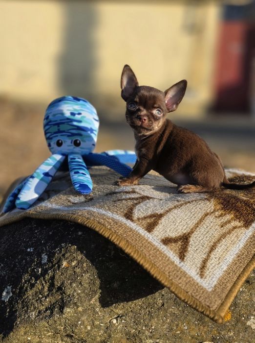Chihuahua Macho Pêlo Curto
