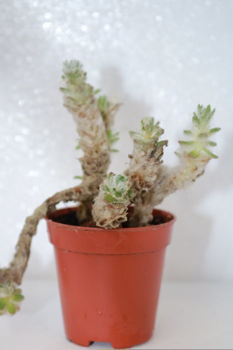 Vendo monstera e outras plantas