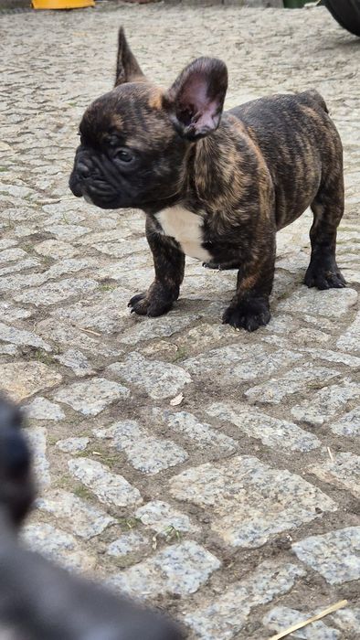 Buldog francuski- piesek