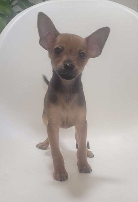 Cachorrinho Pinscher macho