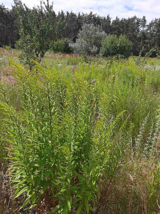 ! Кутовий 12 соток біля лісу з електрикою 5 кВт !!!