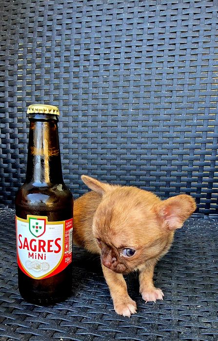 Chihuahua macho PEQUENINO