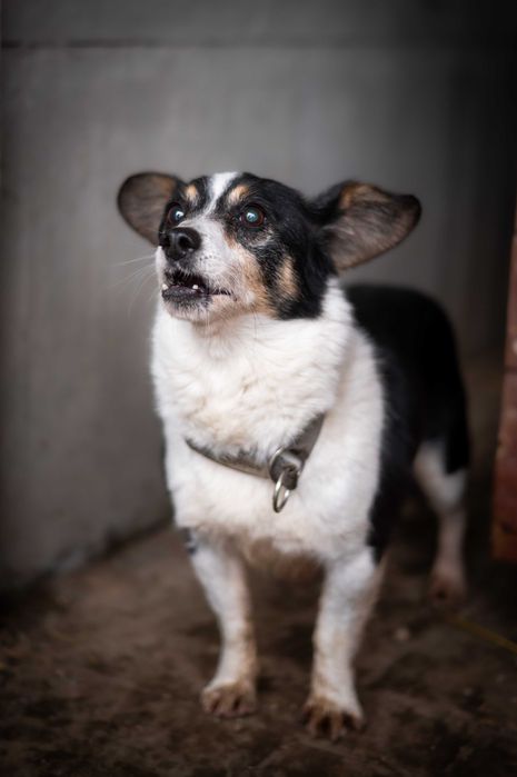 Malutki Pixel – 6 kg lęku i nadziei, który czeka na ratunek