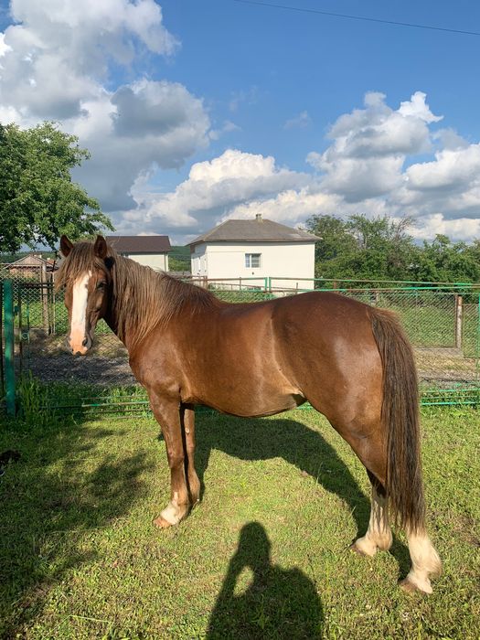 Кобила, 13 років