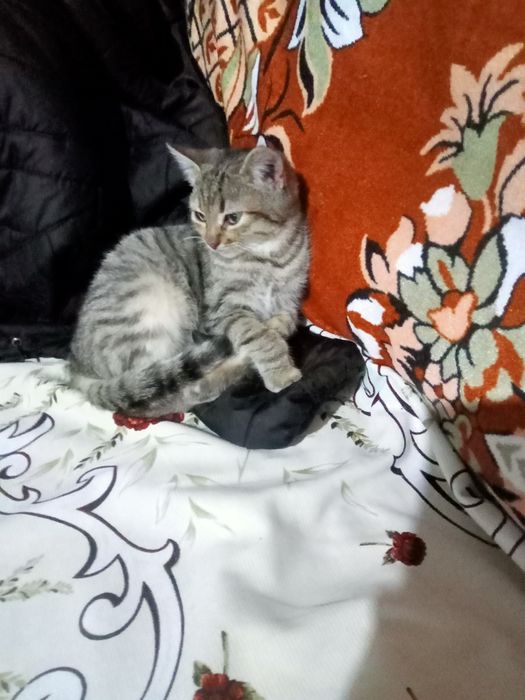 Найшла котеня дівчинка в районі Гоноратского поворота як їхати в Любом