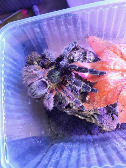 Psalmopoeus victorii L1