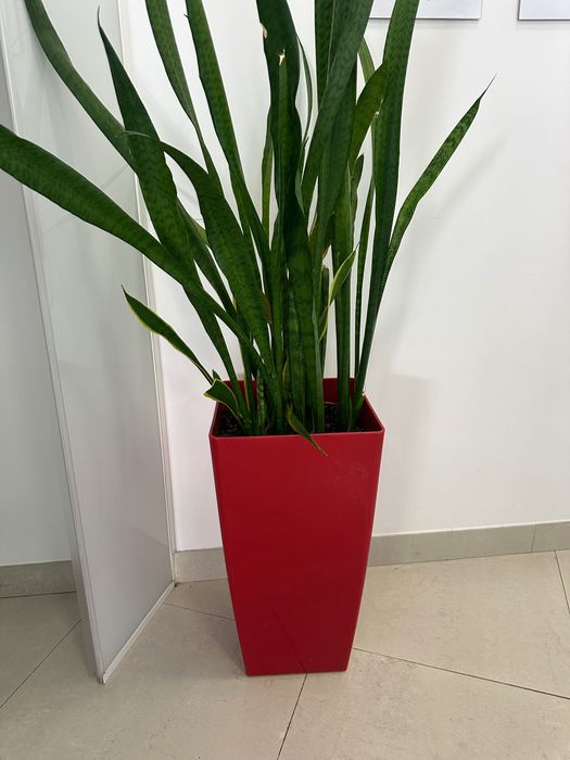 Vaso vermelho com espada S Jorge