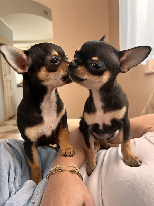 Chihuahua krótkowłosa