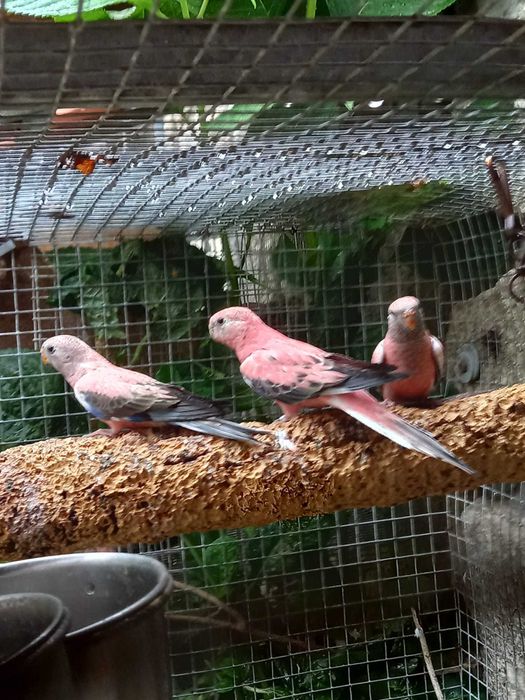 Bourkes, Opalino vs Opalina, 2025 com cites e fêmeas 2025 e Opalino/in