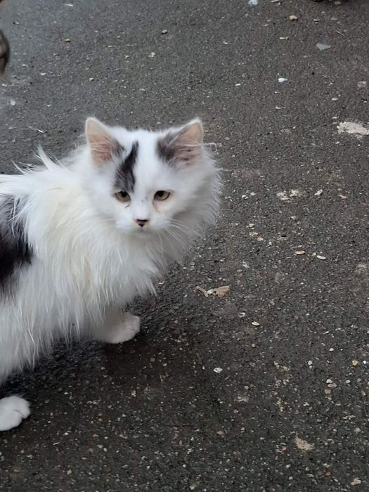 В надійну родину!!!