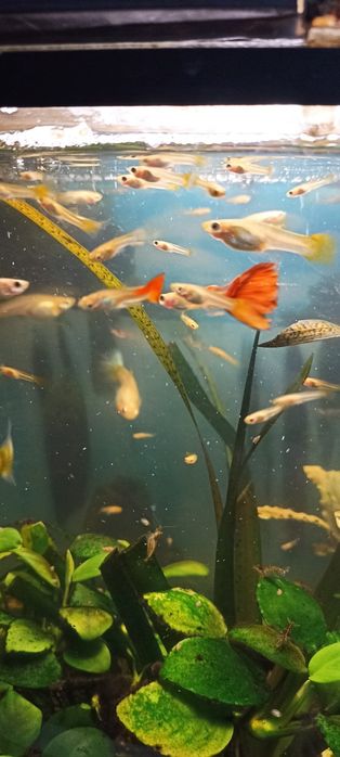 Продам акваріумні риби гуппі, креветки, рибки гуппі