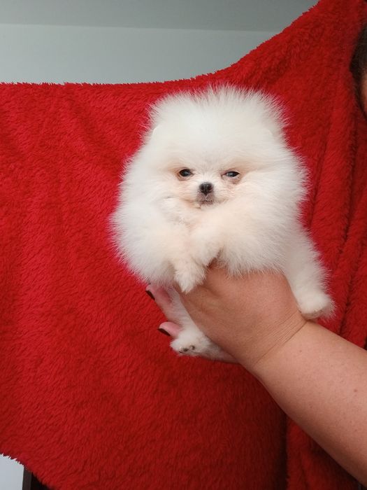 *Pomeranian Mikro okruszek CHIRO Wyjątkowy misio Aktualny*