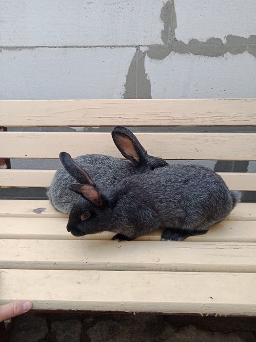 Продам кроликів Полтавське Срибло