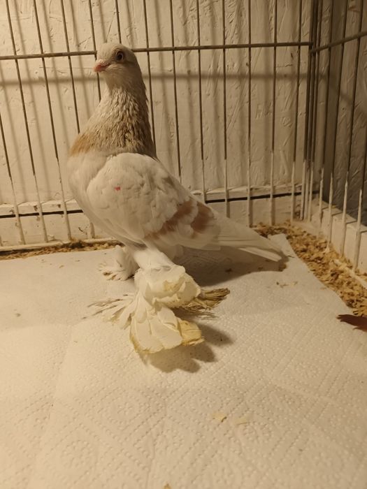 Gołąb. Blauwinder 25 .samczyk