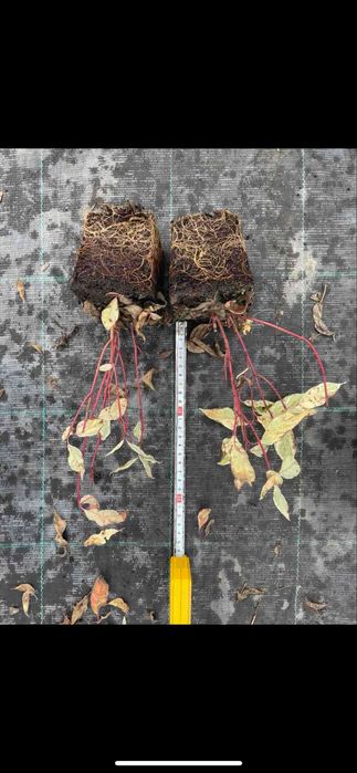 Дерен білий ‘Елегантісіма’