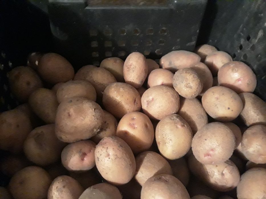 Продам картошку на посадку