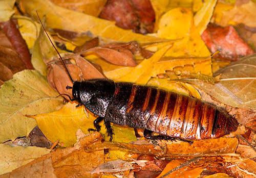 мадагаскарських тарганів (Gromphadorhina portentosa)