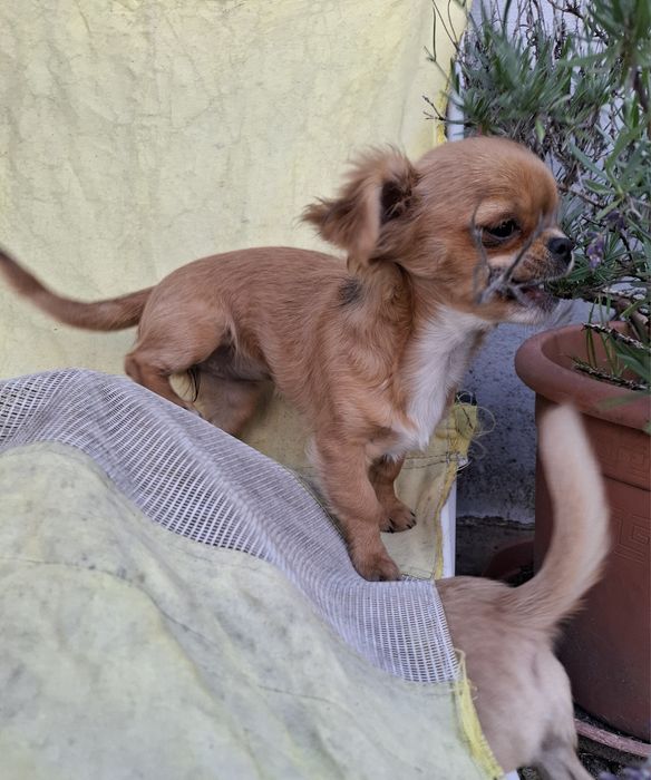 Chihuahua dziewczynka