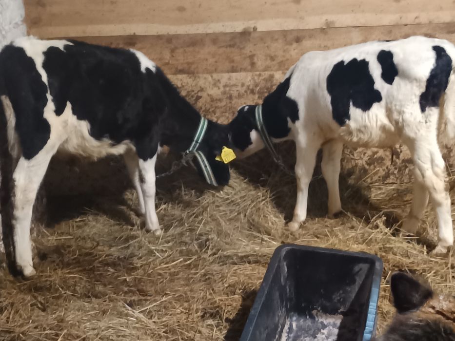 Sprzedam byczki żarłaki 7 szt.