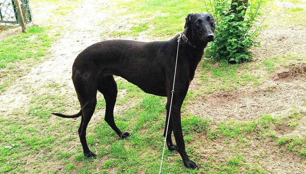 Oddam  młodą suczkę chart greyhound