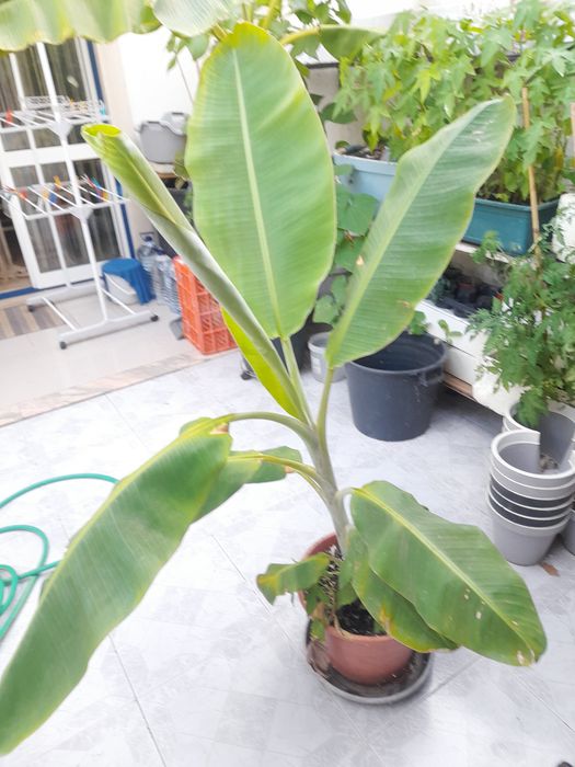 Planta bananeira.