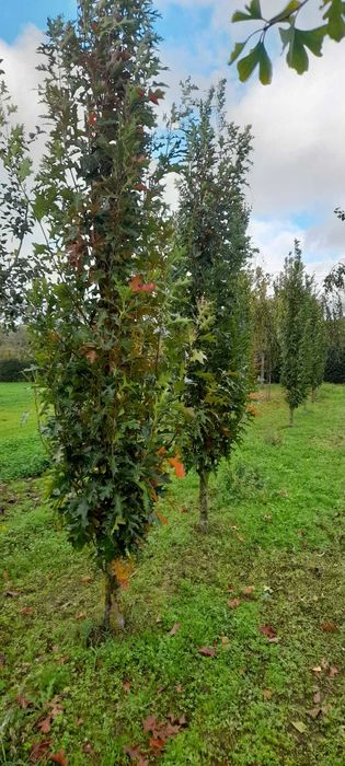 wiśnia piłkowana Amanogawa, dąb błotny Green Pillar, 250-400cm, kopane