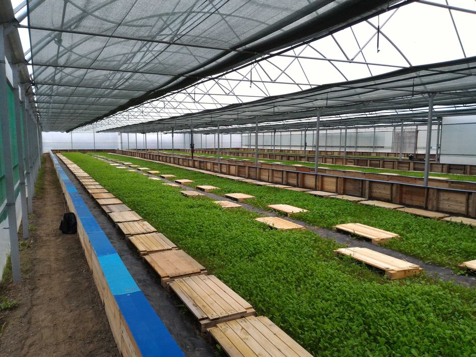 Estufa Agrícola 1675m2