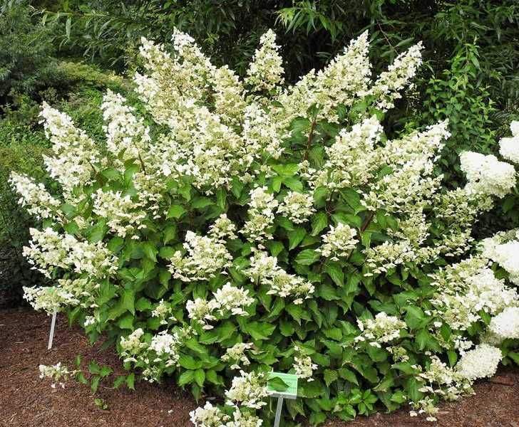 HORTENSJA White Lady - sadzonki w doniczkach