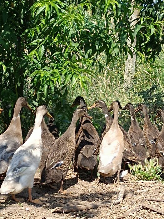 Pato corredor indiano