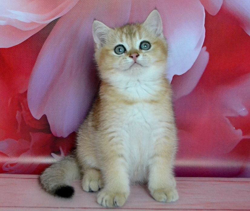 Кошенята британська золота шиншила