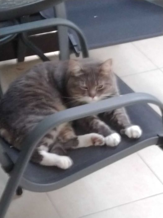 Zaginął kot o imieniu Maciuś - nagroda 1500zł!