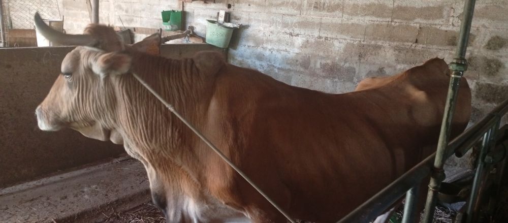 Vaca  raça marinhoa