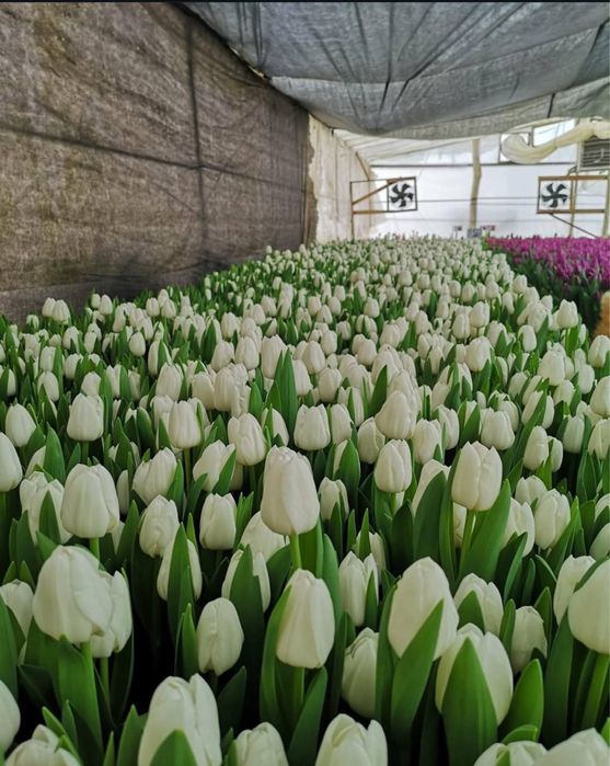 Тюльпан / Зріз тюльпану/ Квіти/ Опт 8 березня