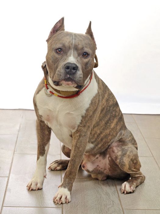 Предлагаем кабеля для вязки,Американский Стафордширский терьер