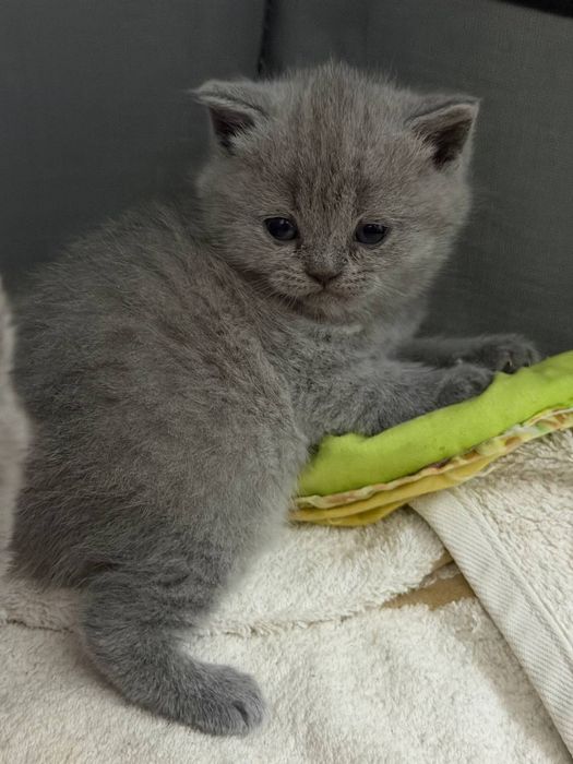 Шотландські висловухі кошенята