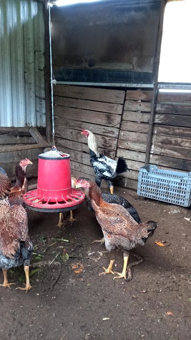 Frangos polacos e indio gigante