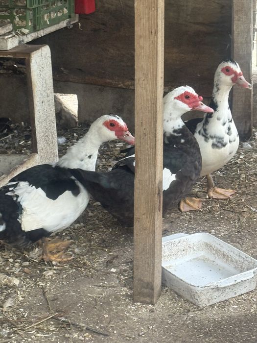 Vendo patas diversas mudas,a botar ovos,vendo ovos tambem